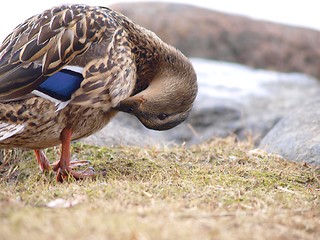 Image showing Mallard duck