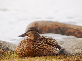 Image showing Mallard duck