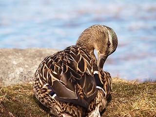 Image showing Mallard duck