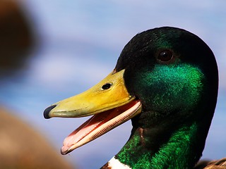 Image showing Mallard duck