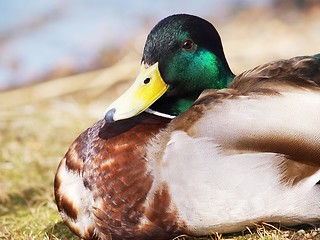 Image showing Mallard duck