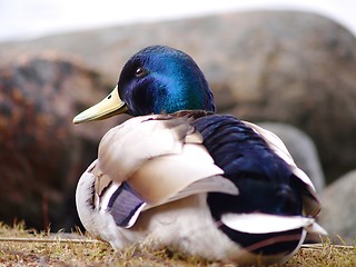 Image showing Mallard duck