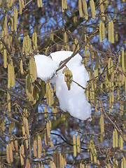 Image showing hazel bush