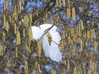 Image showing hazel bush