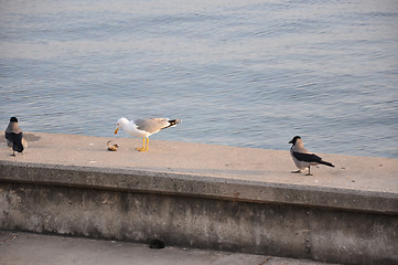 Image showing seagull and crows