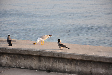 Image showing seagull at dinner