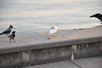 Image showing crows watching seagull eat