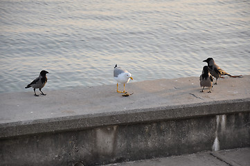 Image showing jumpy seagull