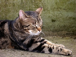 Image showing cat