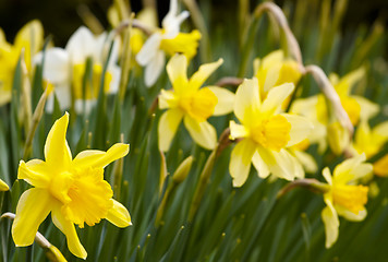 Image showing Flower Hyacinth