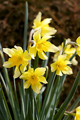 Image showing Flower Hyacinth
