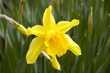 Image showing Flower Hyacinth