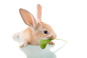 Image showing beautiful bunny eating