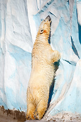 Image showing Polar bear.