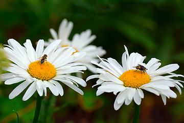 Image showing Flies on the daisies