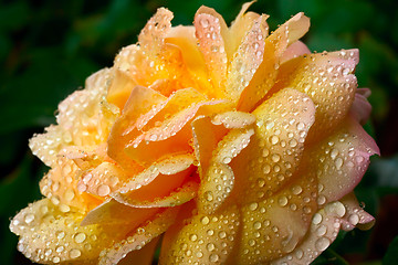 Image showing Yellow rose bud