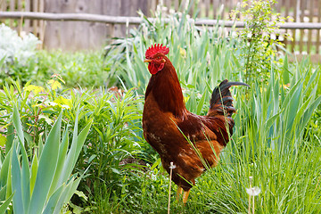 Image showing Beautiful rooster