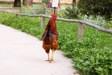 Image showing Beautiful rooster walking away