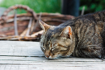 Image showing Sleeping cat