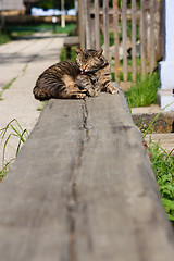 Image showing Cat washing