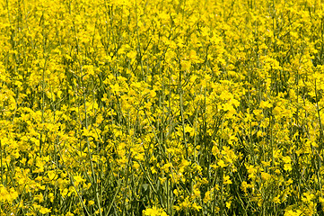 Image showing rape field