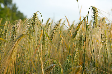 Image showing Wheat