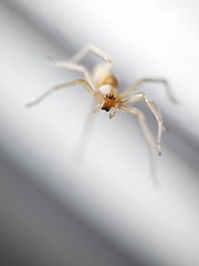 Image showing Spider