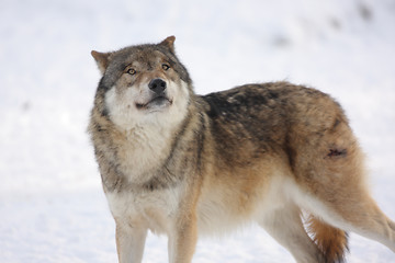 Image showing canis lupus wolf