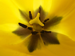 Image showing tulip