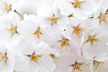 Image showing Apple blossoms