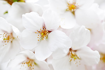 Image showing Apple blossoms