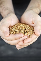 Image showing Hands holding grain