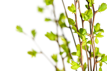 Image showing Branches with green spring leaves