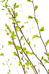 Image showing Branches with green spring leaves