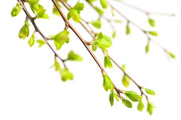 Image showing Branches with green spring leaves