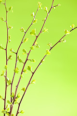 Image showing Branches with green spring leaves