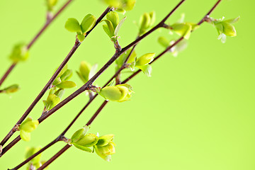 Image showing Branches with green spring leaves