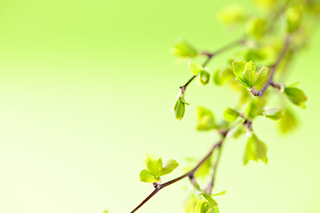 Image showing Branches with green spring leaves