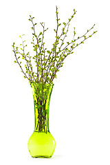 Image showing Vase of branches with green spring leaves