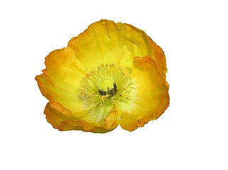 Image showing Isolated Yellow Poppy