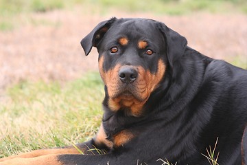 Image showing Female Rottweiler