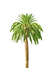 Image showing palm tree