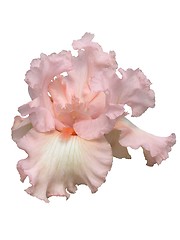 Image showing Beverly Sills Iris Hybrid