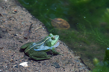 Image showing Green frog