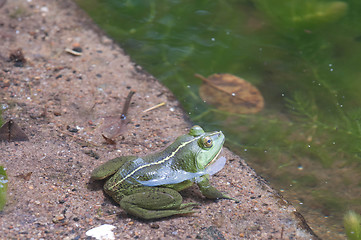 Image showing Green Frog