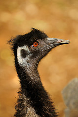 Image showing Ostrich