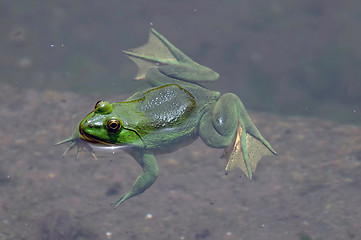 Image showing Green frog