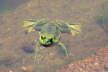 Image showing Green Frog