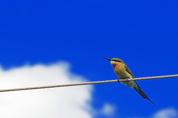 Image showing Bee Eater