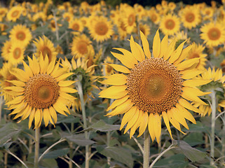 Image showing Sunflower